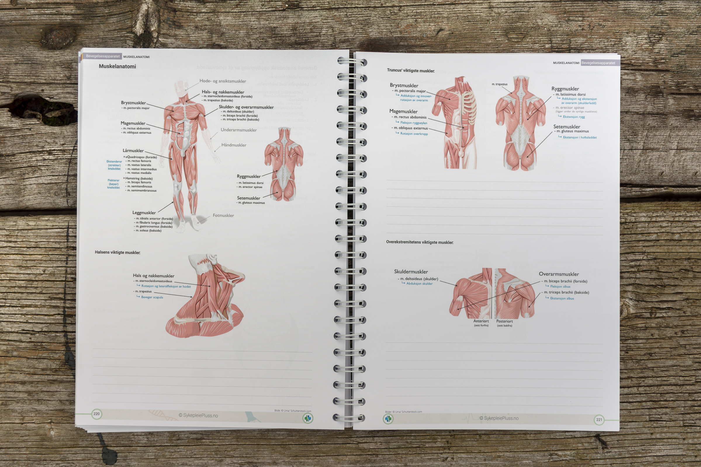 Kompendium i anatomi og fysiologi